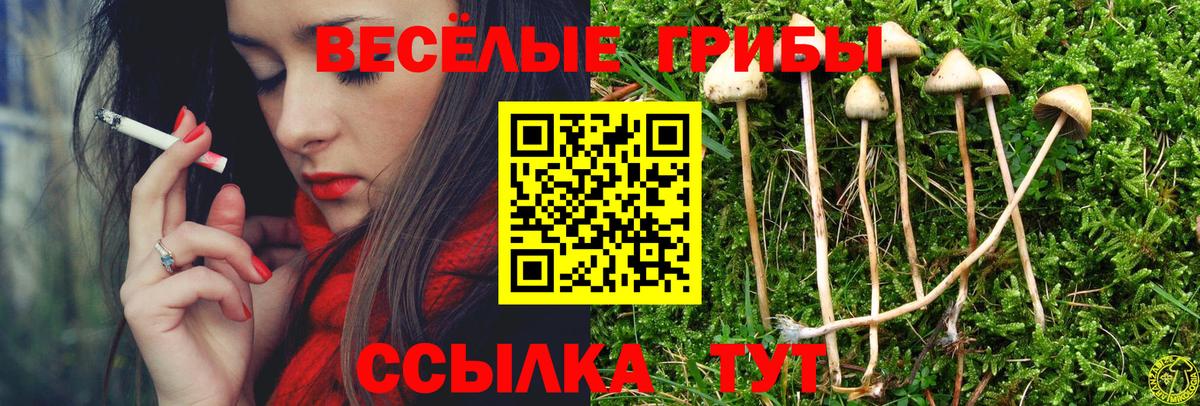 Галлюциногенные грибы Psilocybe Пыть-Ях